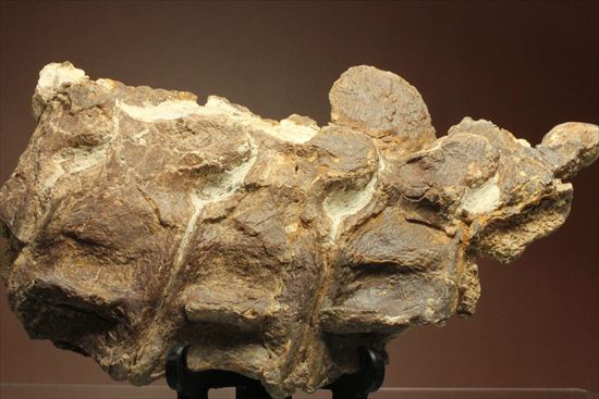 プレシオサウルスの首の骨化石(Plesiosaurus mauritanicus)（その8）