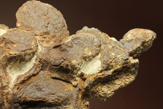 プレシオサウルスの首の骨化石(Plesiosaurus mauritanicus)（その9）