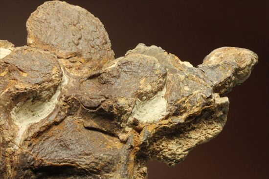 プレシオサウルスの首の骨化石(Plesiosaurus mauritanicus)(その9)