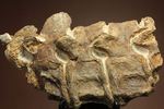 プレシオサウルスの首の骨化石(Plesiosaurus mauritanicus)