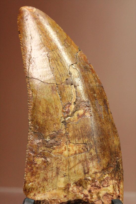 インナーカーブのギザギザが完全に保存されたカルカロドントサウルスの歯（その1）