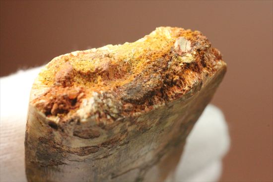 インナーカーブのギザギザが完全に保存されたカルカロドントサウルスの歯（その12）