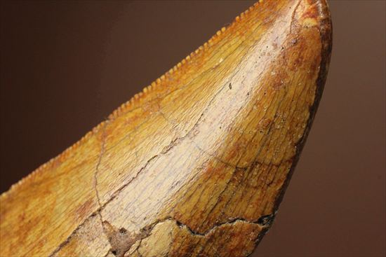 インナーカーブのギザギザが完全に保存されたカルカロドントサウルスの歯（その13）