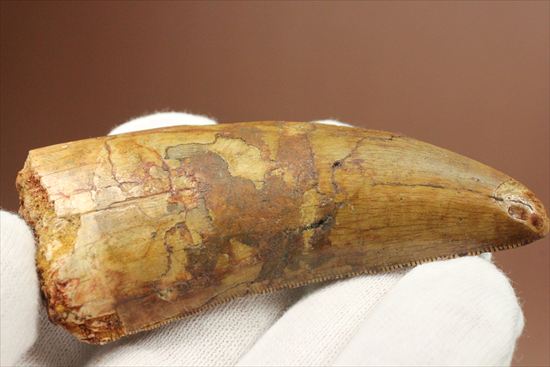 インナーカーブのギザギザが完全に保存されたカルカロドントサウルスの歯（その14）