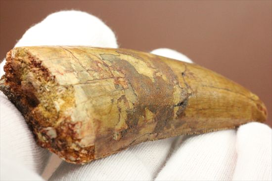インナーカーブのギザギザが完全に保存されたカルカロドントサウルスの歯（その15）