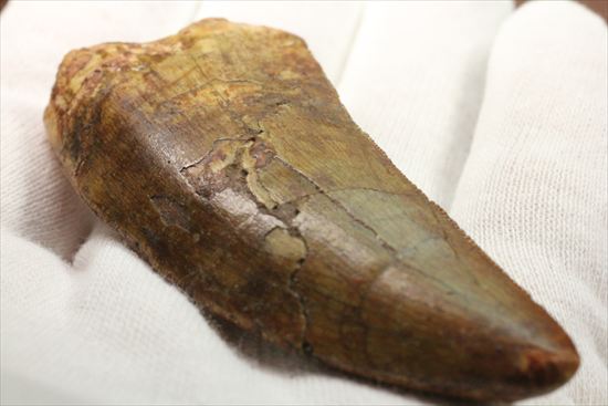 インナーカーブのギザギザが完全に保存されたカルカロドントサウルスの歯（その16）