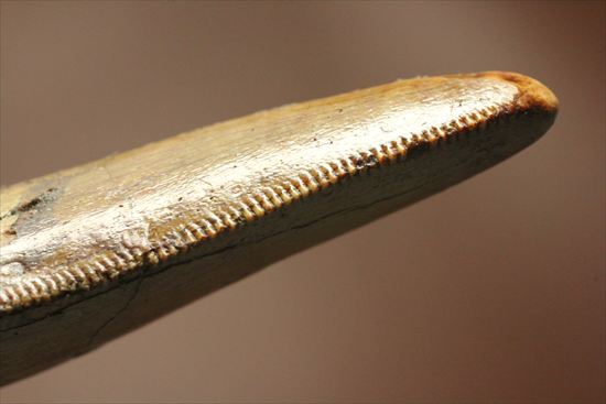インナーカーブのギザギザが完全に保存されたカルカロドントサウルスの歯（その17）
