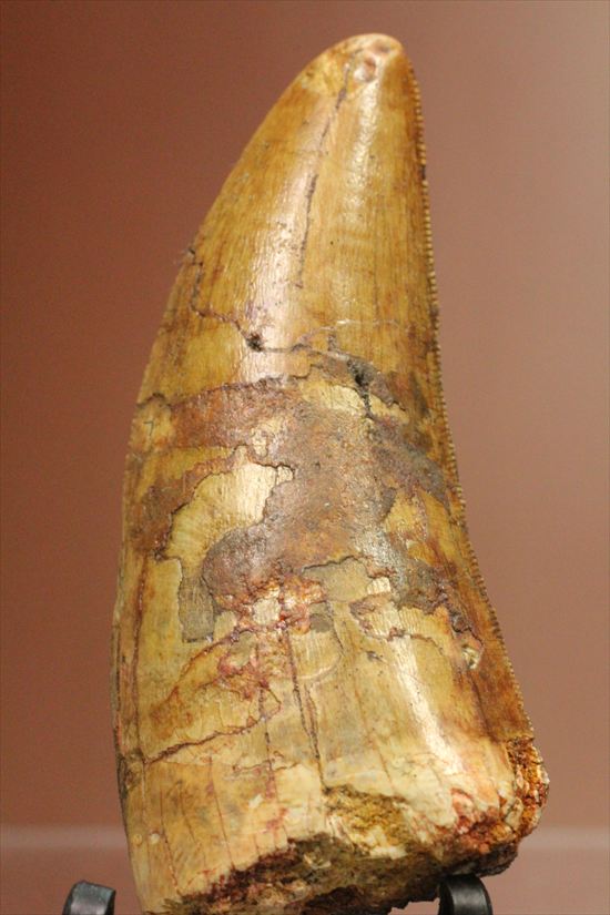 インナーカーブのギザギザが完全に保存されたカルカロドントサウルスの歯（その18）