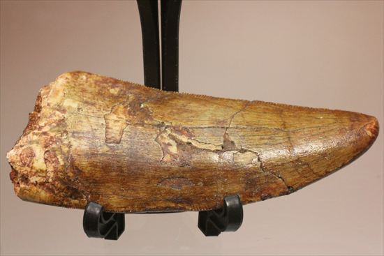 インナーカーブのギザギザが完全に保存されたカルカロドントサウルスの歯（その19）
