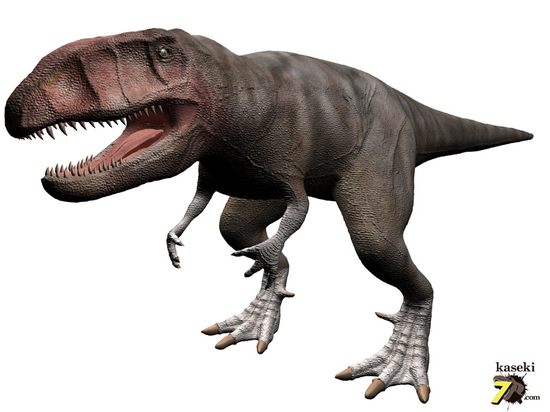 インナーカーブのギザギザが完全に保存されたカルカロドントサウルスの歯（その2）