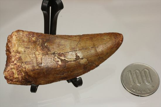 インナーカーブのギザギザが完全に保存されたカルカロドントサウルスの歯（その20）