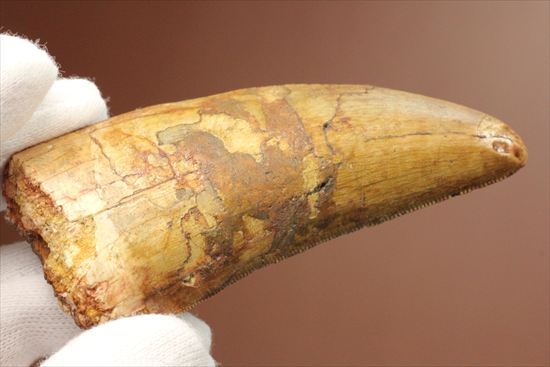 インナーカーブのギザギザが完全に保存されたカルカロドントサウルスの歯（その3）