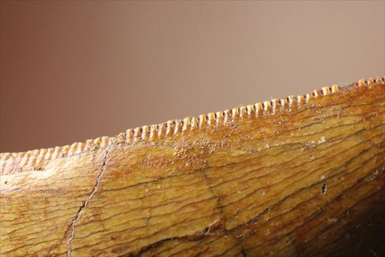 インナーカーブのギザギザが完全に保存されたカルカロドントサウルスの歯（その6）