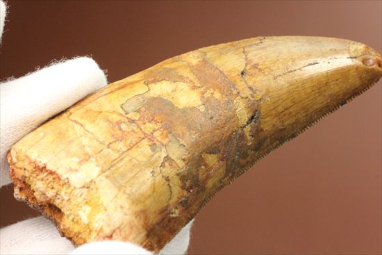 インナーカーブのギザギザが完全に保存されたカルカロドントサウルスの歯（その7）