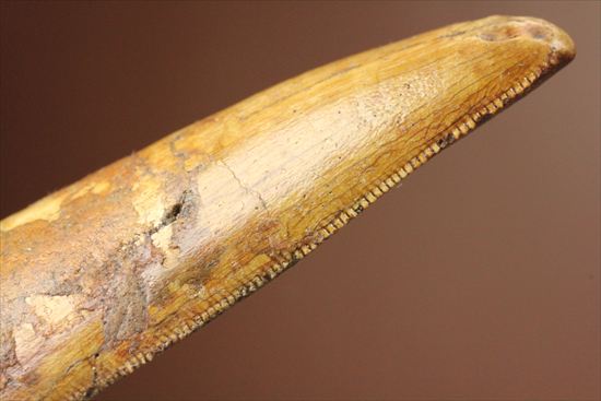 インナーカーブのギザギザが完全に保存されたカルカロドントサウルスの歯（その8）
