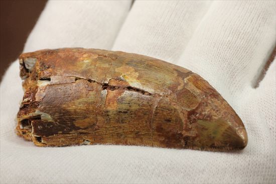 肉食恐竜カルカロドントサウルスの歯化石(Carcharodontosaurus)(その1)