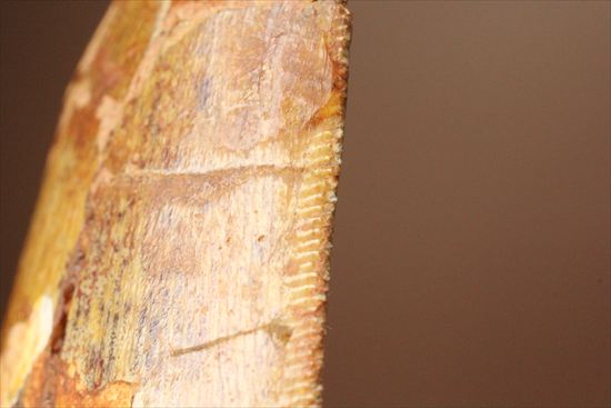肉食恐竜カルカロドントサウルスの歯化石(Carcharodontosaurus)(その10)