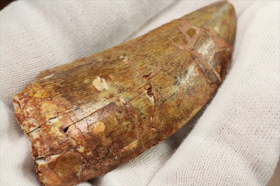 肉食恐竜カルカロドントサウルスの歯化石(Carcharodontosaurus)(その11)