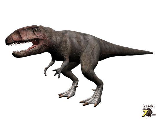 肉食恐竜カルカロドントサウルスの歯化石(Carcharodontosaurus）（その2）