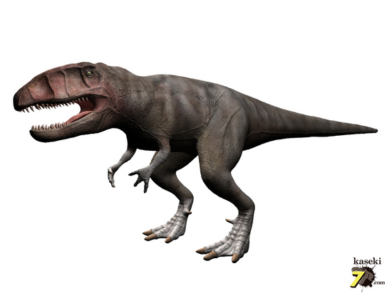 肉食恐竜カルカロドントサウルスの歯化石(Carcharodontosaurus)(その2)