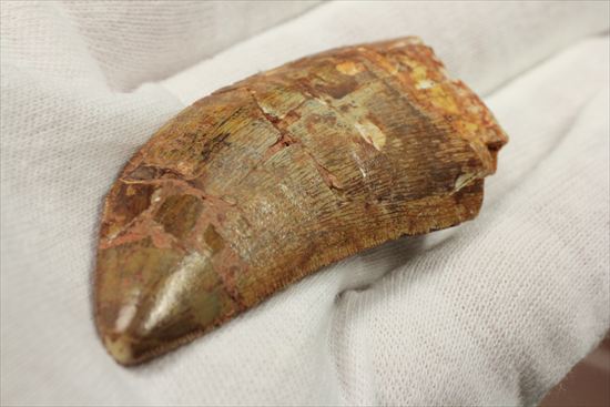 肉食恐竜カルカロドントサウルスの歯化石(Carcharodontosaurus)(その3)