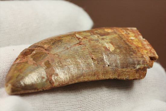 肉食恐竜カルカロドントサウルスの歯化石(Carcharodontosaurus)(その4)