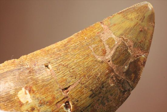 肉食恐竜カルカロドントサウルスの歯化石(Carcharodontosaurus)(その5)