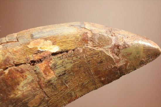 肉食恐竜カルカロドントサウルスの歯化石(Carcharodontosaurus）（その6）