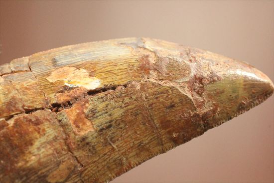 肉食恐竜カルカロドントサウルスの歯化石(Carcharodontosaurus)(その6)