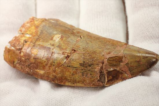 肉食恐竜カルカロドントサウルスの歯化石(Carcharodontosaurus)(その8)
