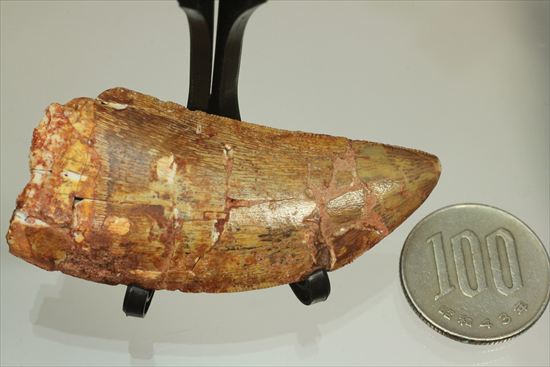 肉食恐竜カルカロドントサウルスの歯化石(Carcharodontosaurus)(その9)