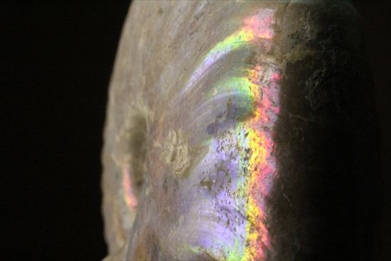 青と緑を主体に光を放つ、ホワイトアンモナイトクレオニセラス(Cleoniceras)(その3)