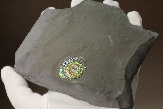 青×緑×黄のカラフルアンモナイト!イギリス産カロセラス・ジョンストニです。(その13)