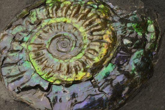 青×緑×黄のカラフルアンモナイト!イギリス産カロセラス・ジョンストニです。(その16)