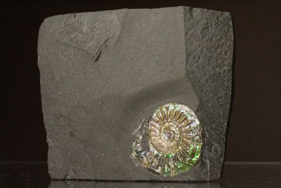 インテリア化石！自立する母岩がうれしい、光るアンモナイトカロセラス(Caloceras Johnstoni)（その1）