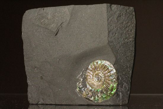インテリア化石!自立する母岩がうれしい、光るアンモナイトカロセラス(Caloceras Johnstoni)(その1)
