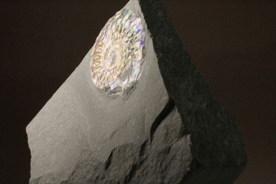 インテリア化石！自立する母岩がうれしい、光るアンモナイトカロセラス(Caloceras Johnstoni)（その10）