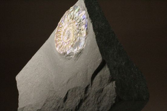 インテリア化石!自立する母岩がうれしい、光るアンモナイトカロセラス(Caloceras Johnstoni)(その10)