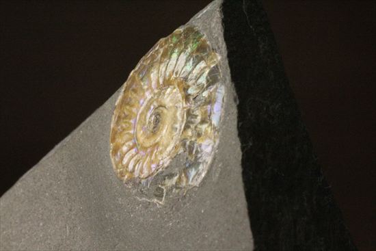 インテリア化石!自立する母岩がうれしい、光るアンモナイトカロセラス(Caloceras Johnstoni)(その11)