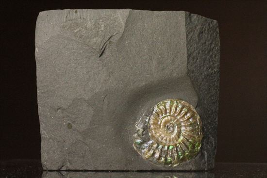 インテリア化石！自立する母岩がうれしい、光るアンモナイトカロセラス(Caloceras Johnstoni)（その12）