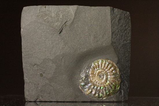 インテリア化石!自立する母岩がうれしい、光るアンモナイトカロセラス(Caloceras Johnstoni)(その12)