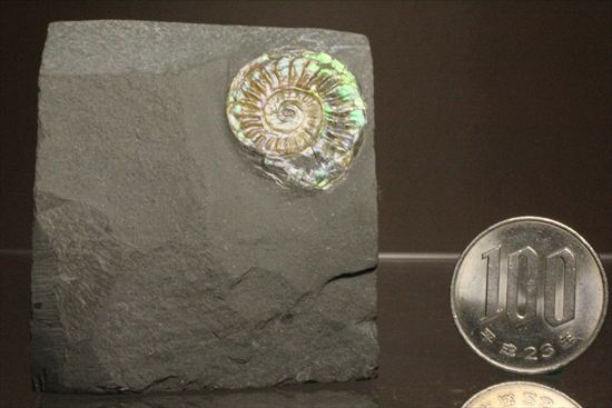 インテリア化石！自立する母岩がうれしい、光るアンモナイトカロセラス(Caloceras Johnstoni)（その13）
