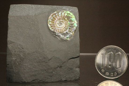 インテリア化石!自立する母岩がうれしい、光るアンモナイトカロセラス(Caloceras Johnstoni)(その13)