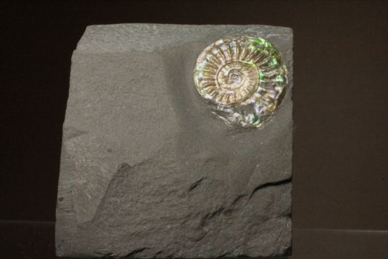 インテリア化石！自立する母岩がうれしい、光るアンモナイトカロセラス(Caloceras Johnstoni)（その2）