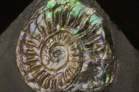 インテリア化石!自立する母岩がうれしい、光るアンモナイトカロセラス(Caloceras Johnstoni)(その3)