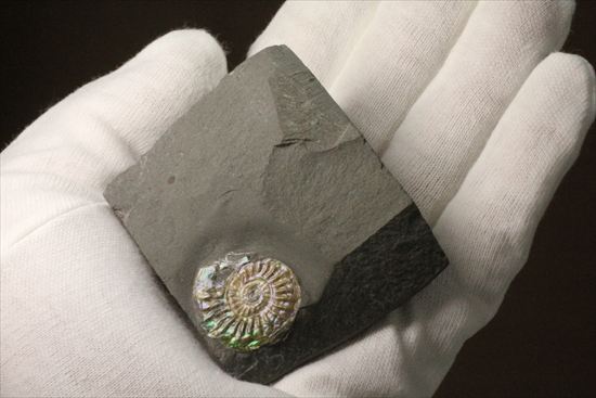 インテリア化石!自立する母岩がうれしい、光るアンモナイトカロセラス(Caloceras Johnstoni)(その4)