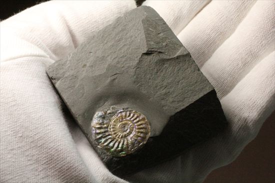 インテリア化石!自立する母岩がうれしい、光るアンモナイトカロセラス(Caloceras Johnstoni)(その5)