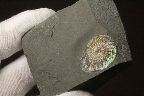 インテリア化石!自立する母岩がうれしい、光るアンモナイトカロセラス(Caloceras Johnstoni)(その6)