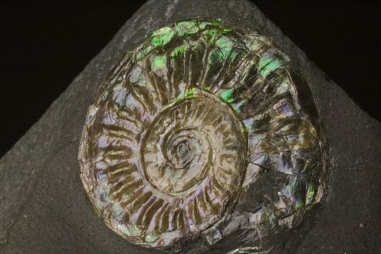 インテリア化石！自立する母岩がうれしい、光るアンモナイトカロセラス(Caloceras Johnstoni)（その7）