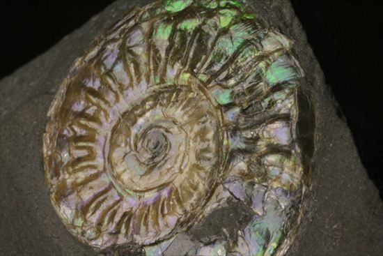 インテリア化石!自立する母岩がうれしい、光るアンモナイトカロセラス(Caloceras Johnstoni)(その8)